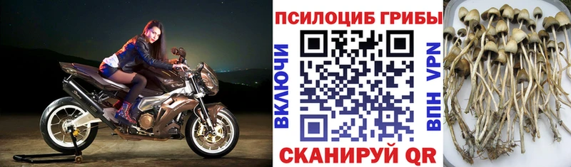 Купить где Пролетарск Псилоцибиновые грибы Magic Shrooms